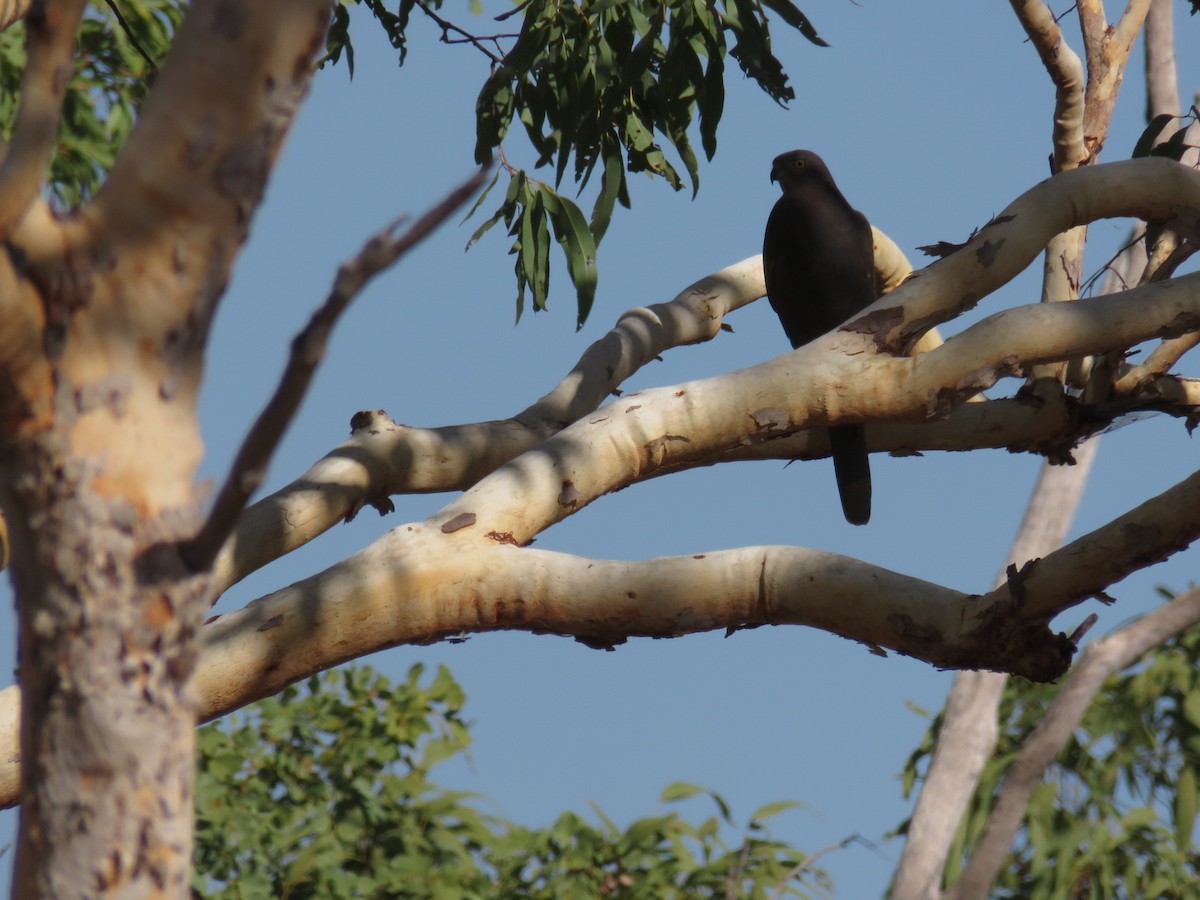 Brown Goshawk - ML619578427