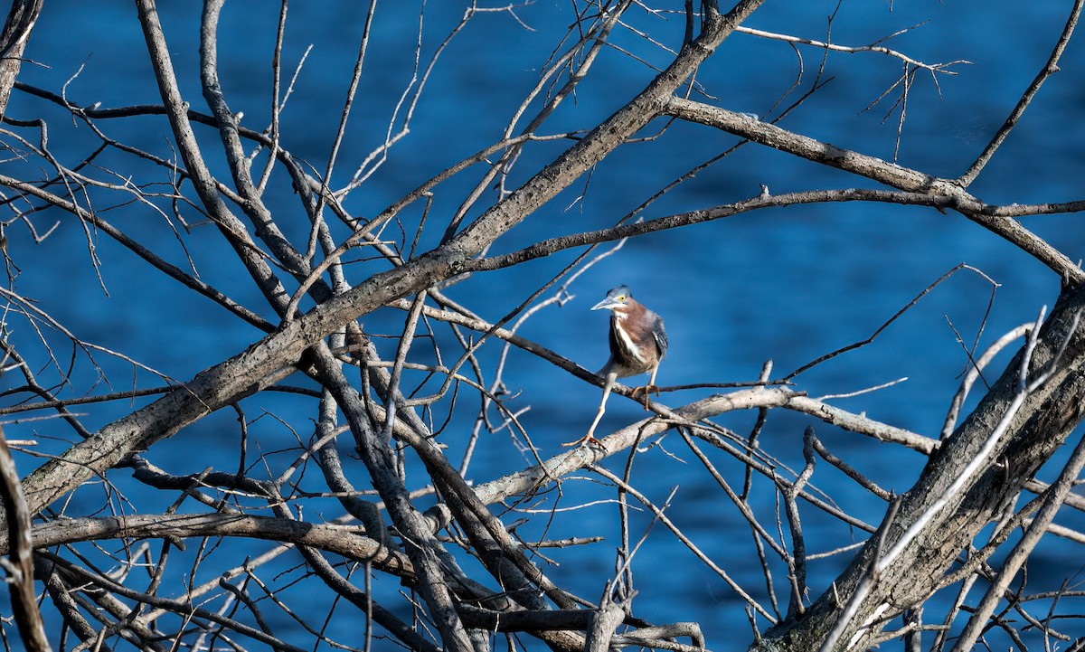 Green Heron - Harvey Fielder