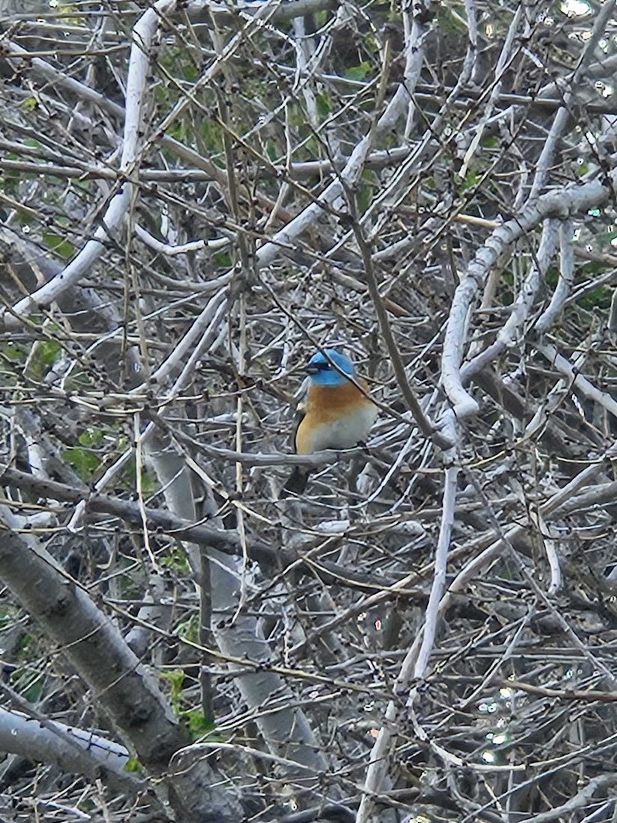 Lazuli Bunting - Rhys Mah Poy