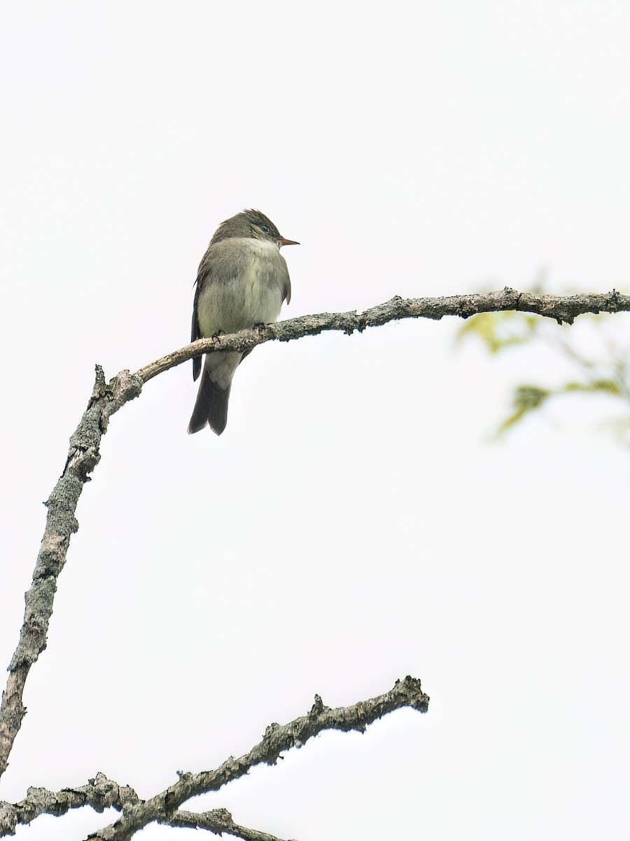 Least Flycatcher - Danielle  A