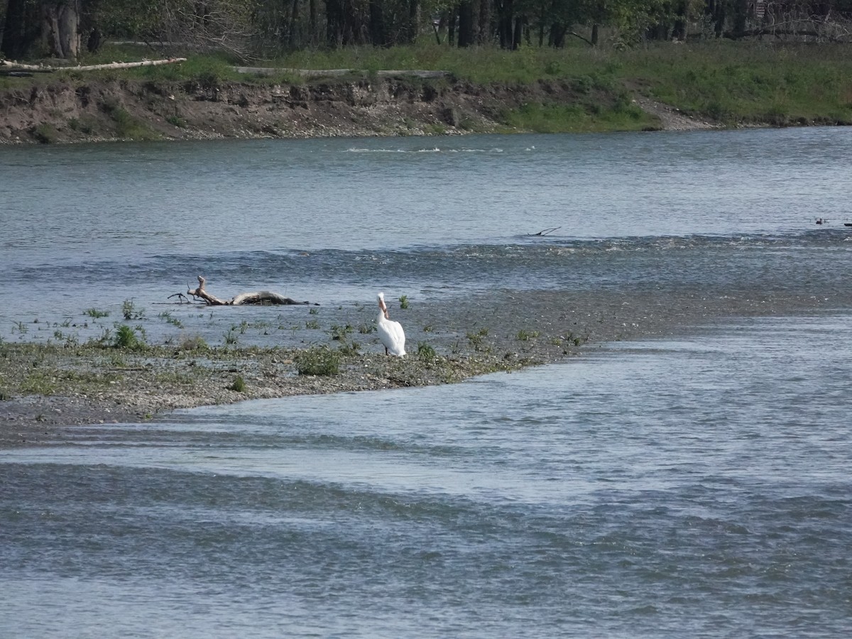 American White Pelican - Walt Beazley