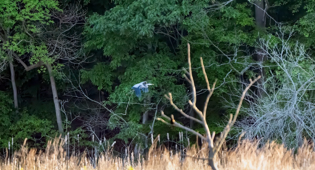 Great Blue Heron - Harvey Fielder