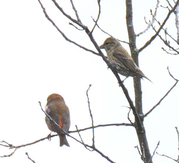 Red Crossbill - ML619578439