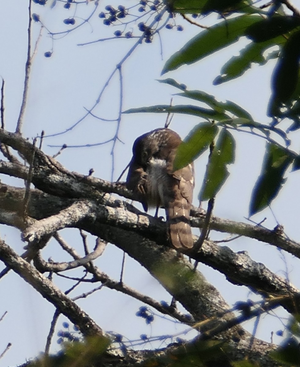 Crested Goshawk - Nancy Houlihan