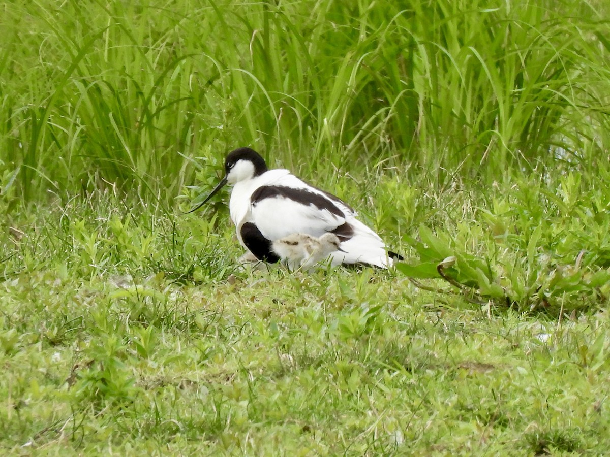 Pied Avocet - Caroline Quinn