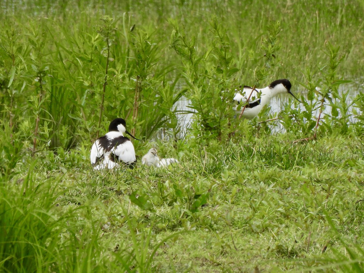 Pied Avocet - Caroline Quinn