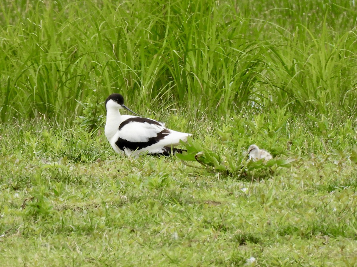 Pied Avocet - Caroline Quinn