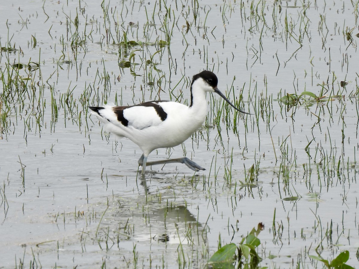 Pied Avocet - Caroline Quinn