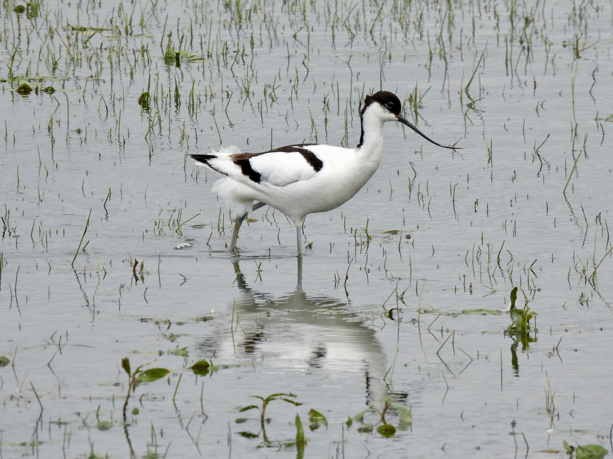 Pied Avocet - Caroline Quinn