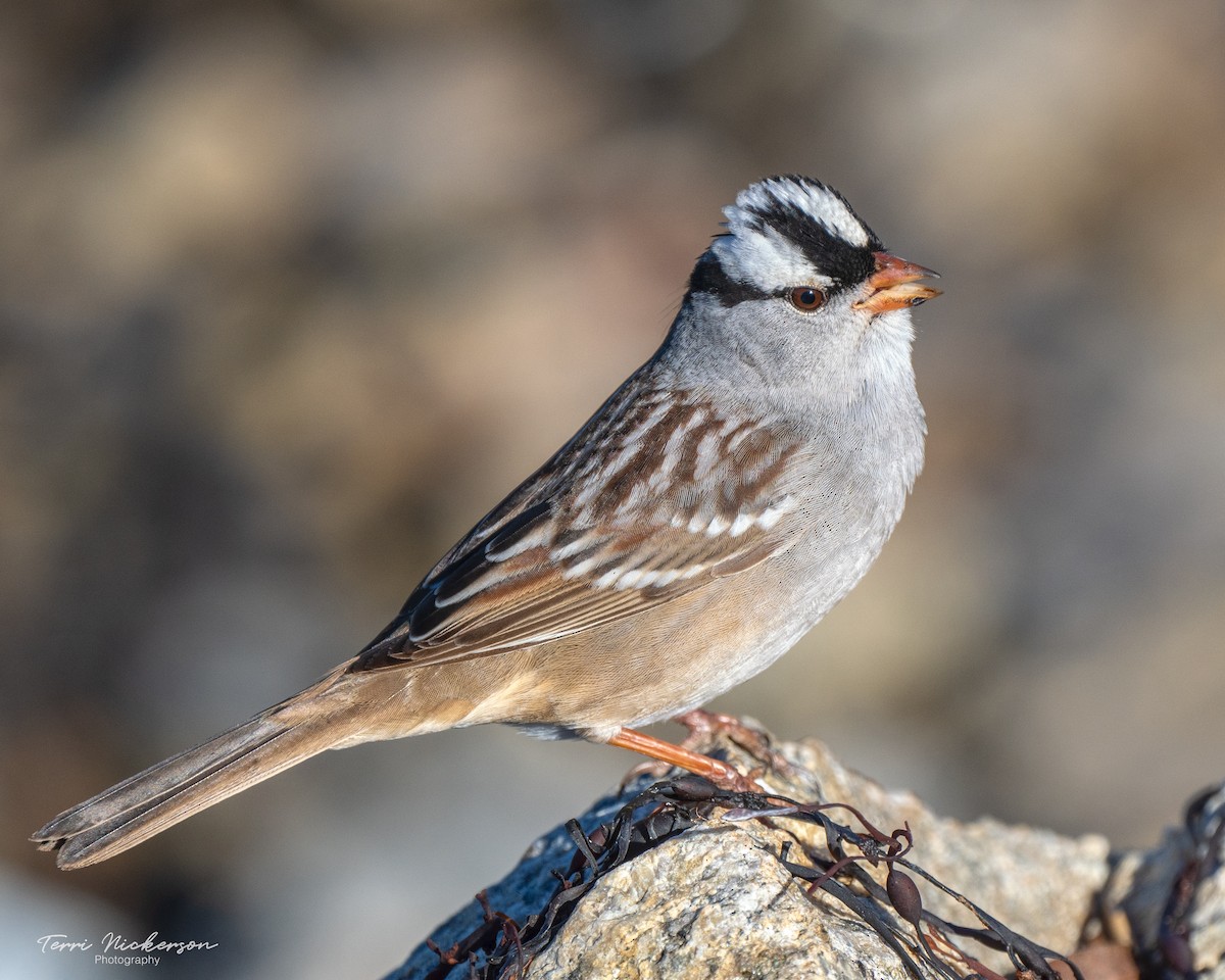 White-crowned Sparrow - ML619578459