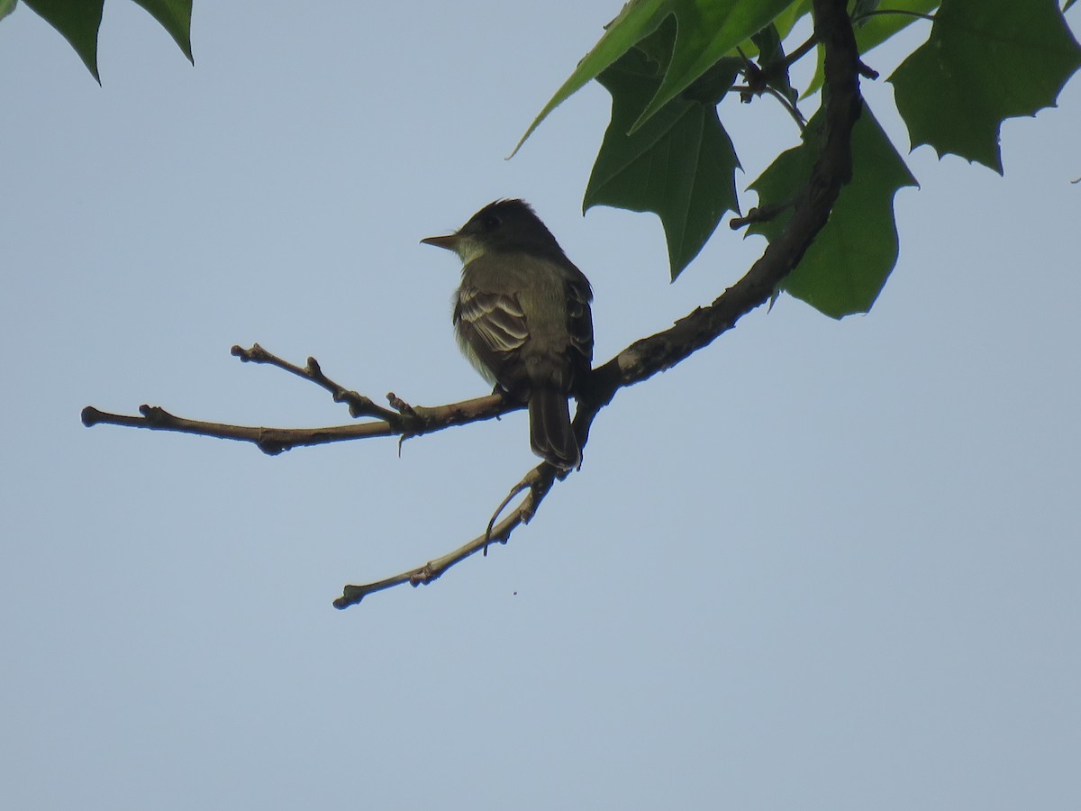 Eastern Wood-Pewee - Nancy T