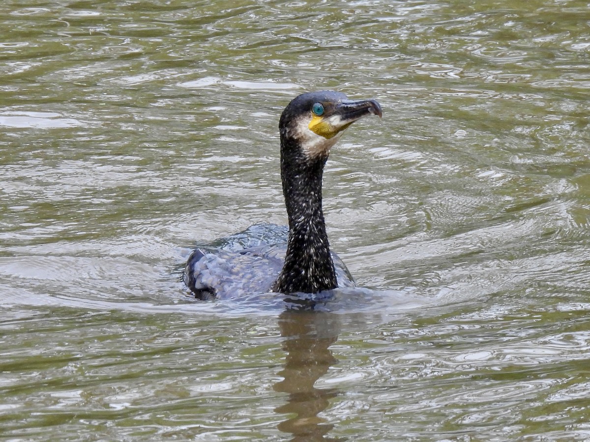 Great Cormorant - Caroline Quinn