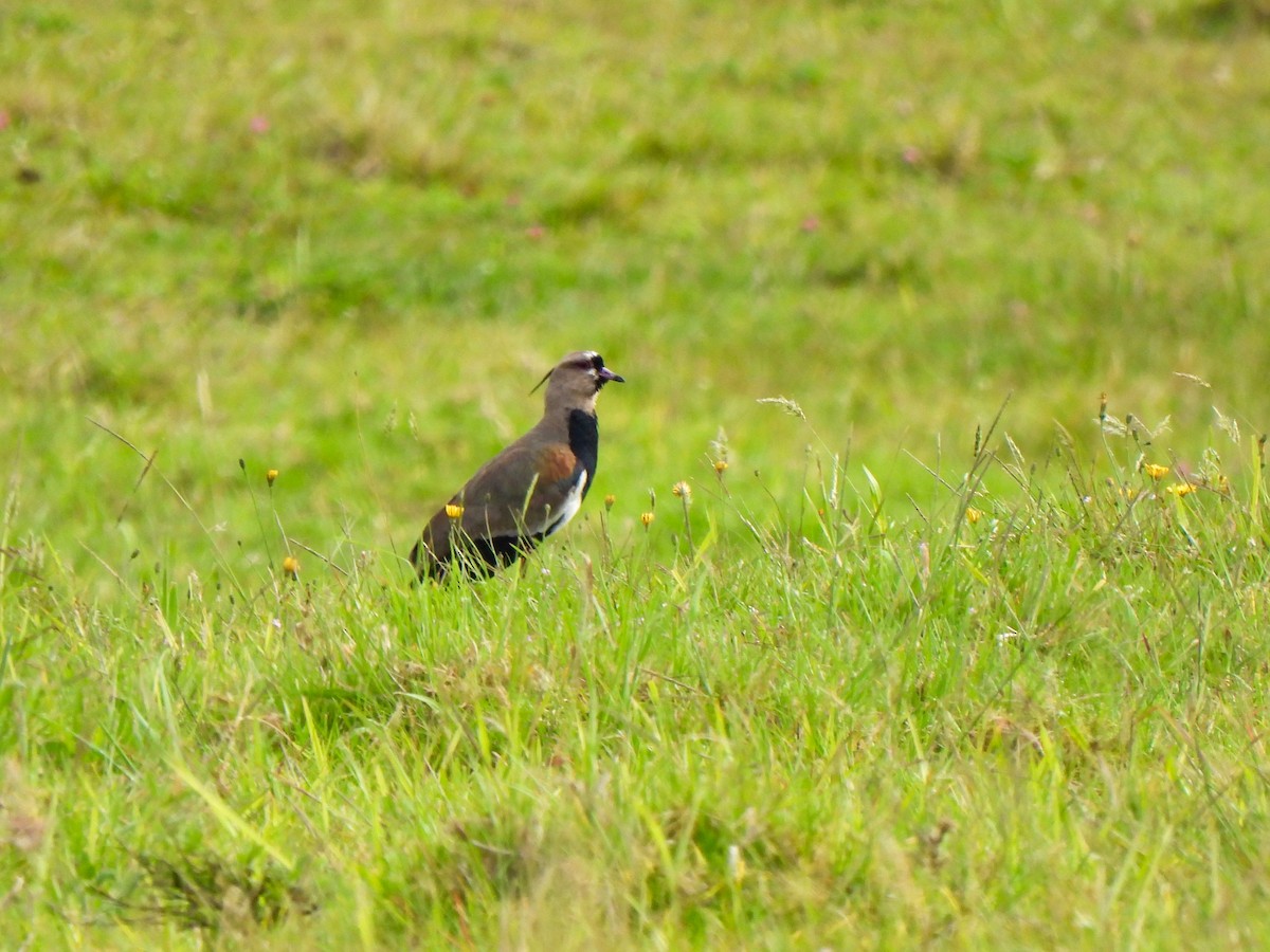 Southern Lapwing - Wilson Ortega