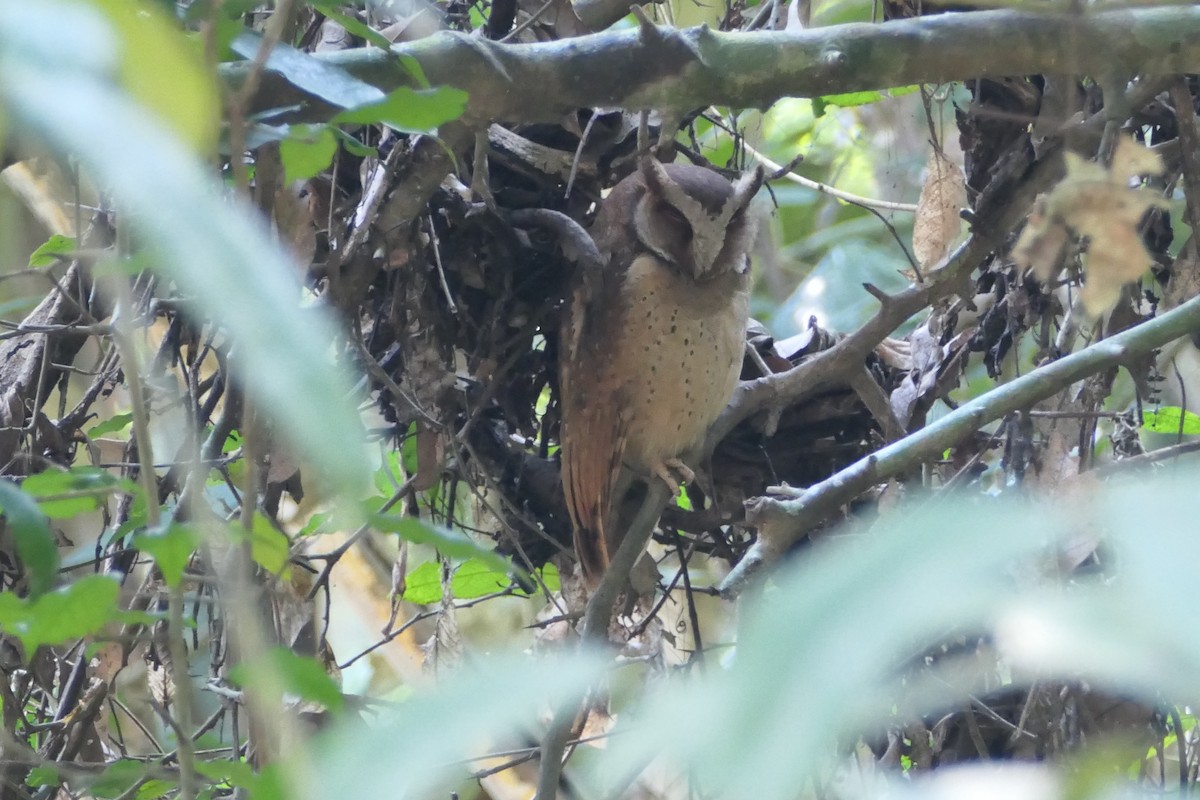 White-fronted Scops-Owl - Nancy Houlihan