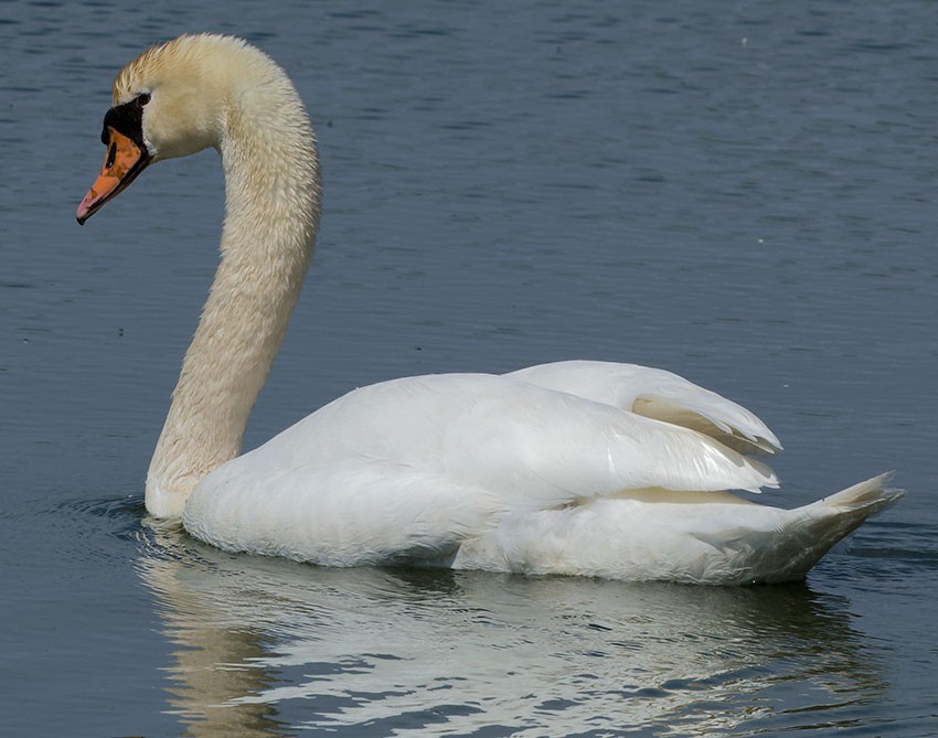 Mute Swan - ML619578500