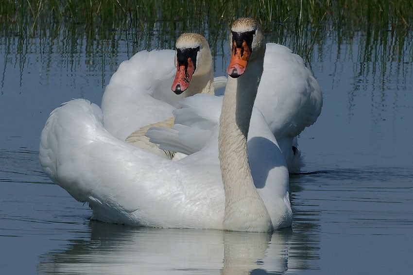 Mute Swan - www.aladdin .st