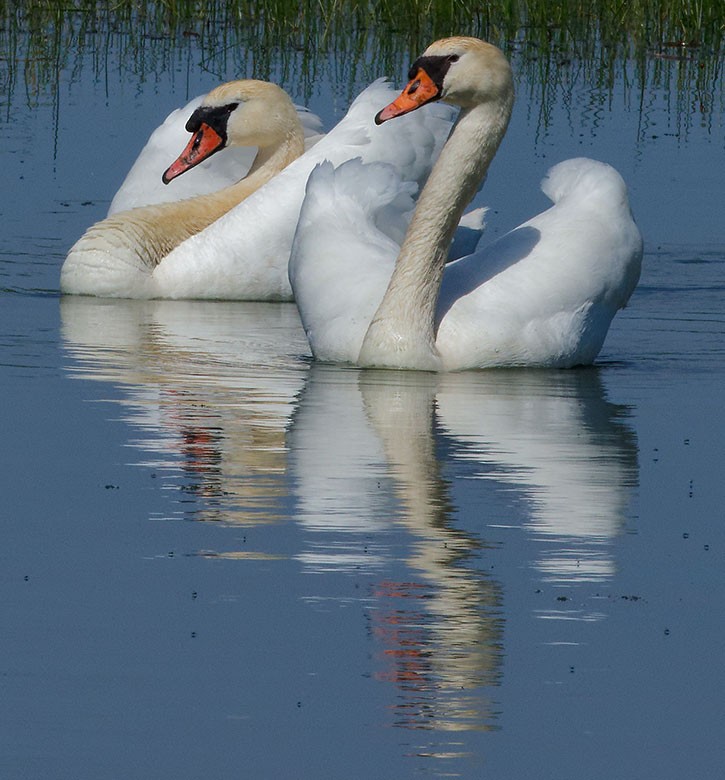 Mute Swan - www.aladdin .st