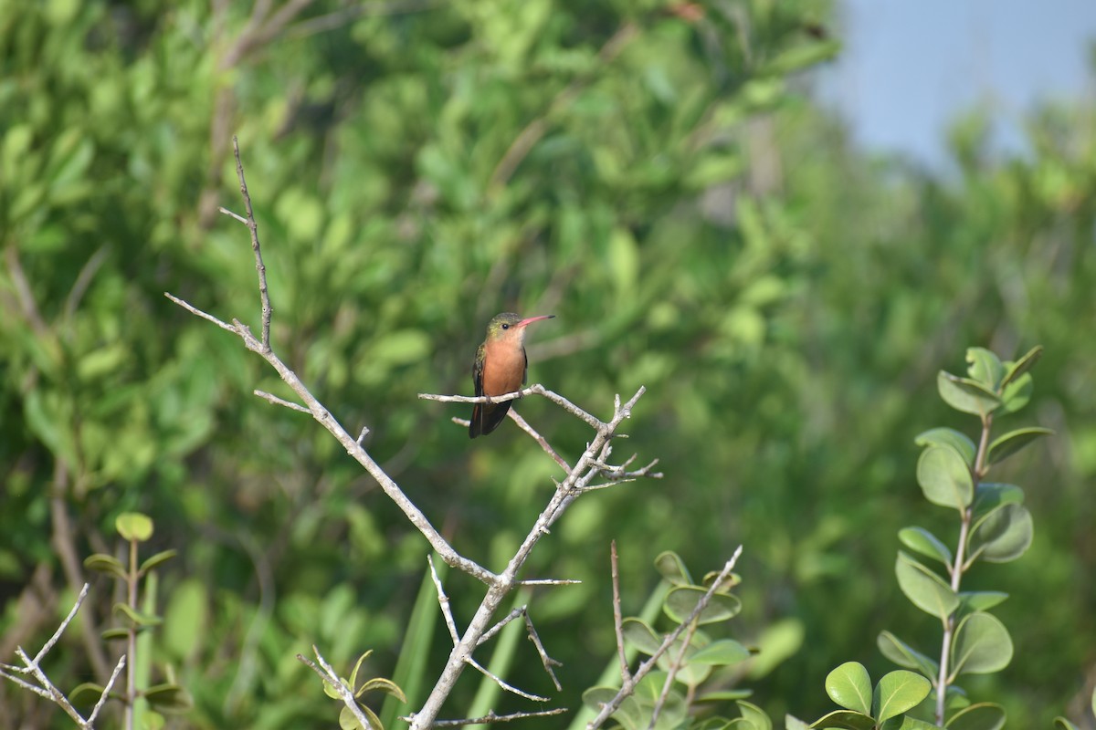 Tarçın Renkli Kolibri - ML619578503