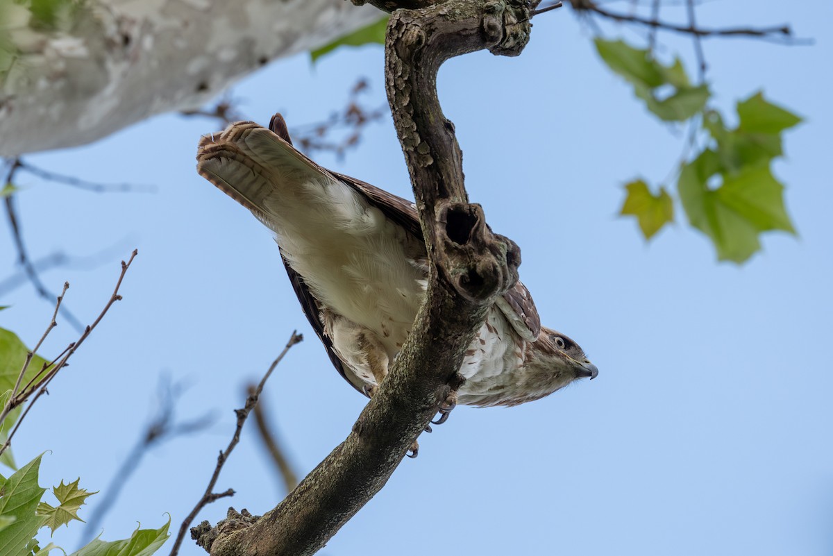 Red-tailed Hawk - ML619578513