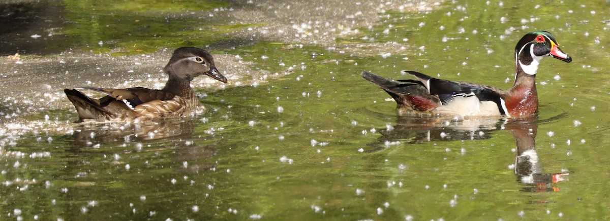 Wood Duck - Eric Ginsburg