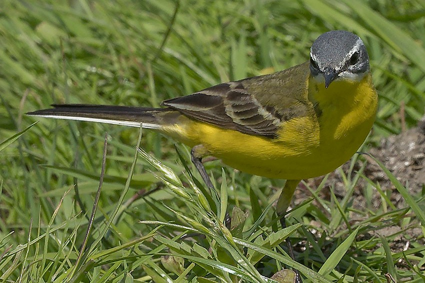 Western Yellow Wagtail - ML619578517