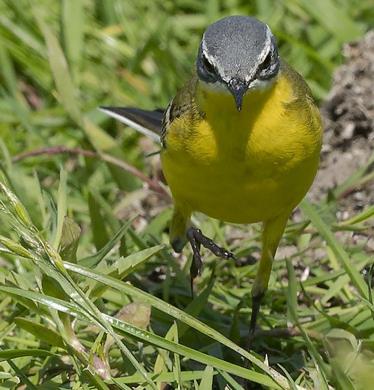 Western Yellow Wagtail - ML619578518