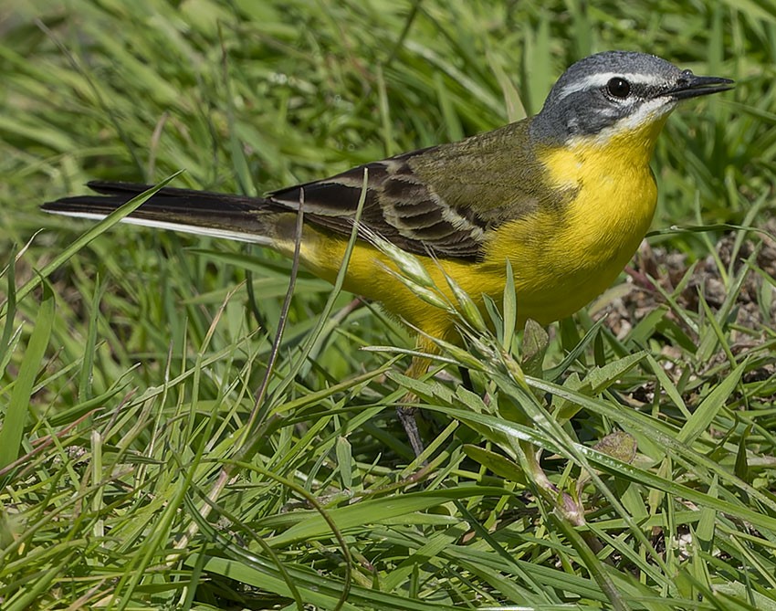 Western Yellow Wagtail - ML619578520