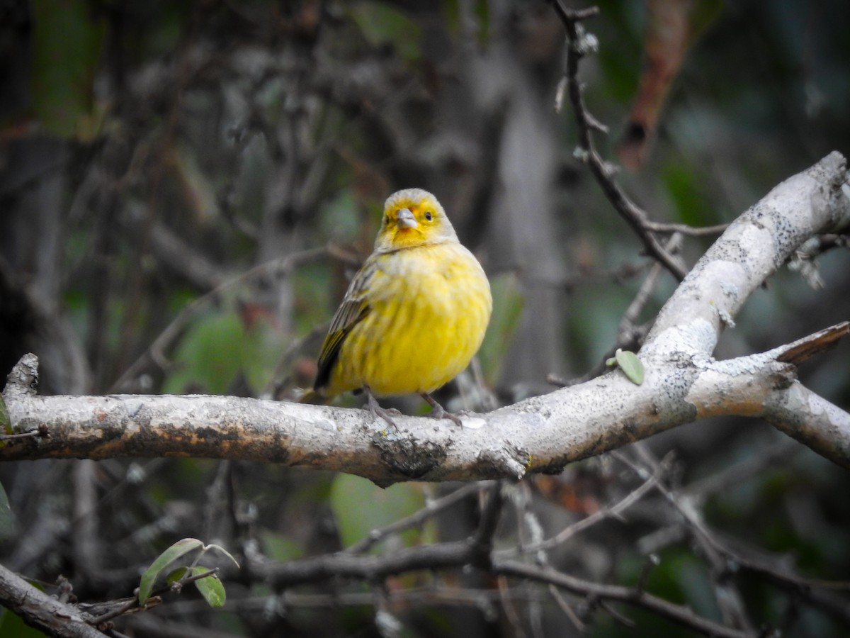 Saffron Finch - ML619578525