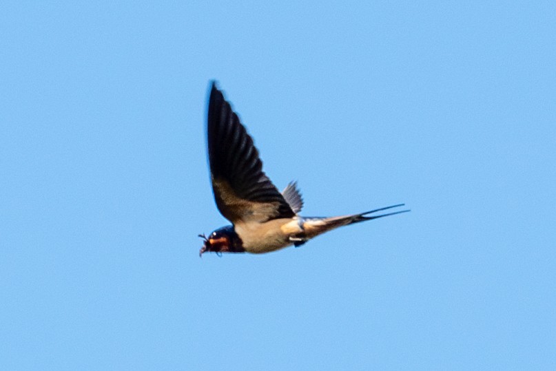 Barn Swallow - Yixiao Liu