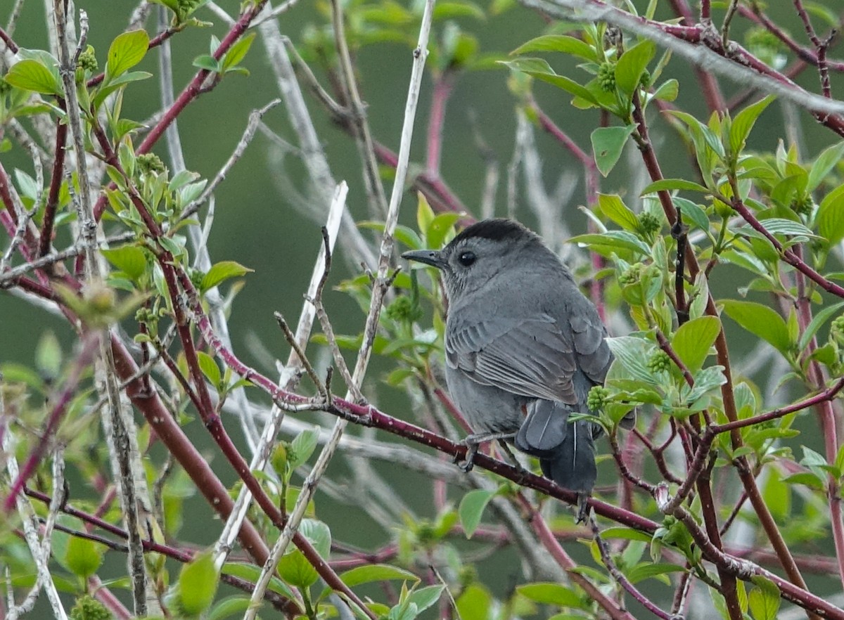 Pájaro Gato Gris - ML619578532