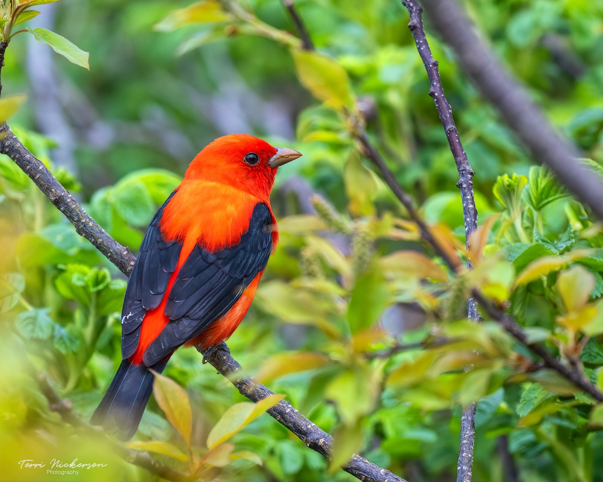 Scarlet Tanager - Terri Nickerson