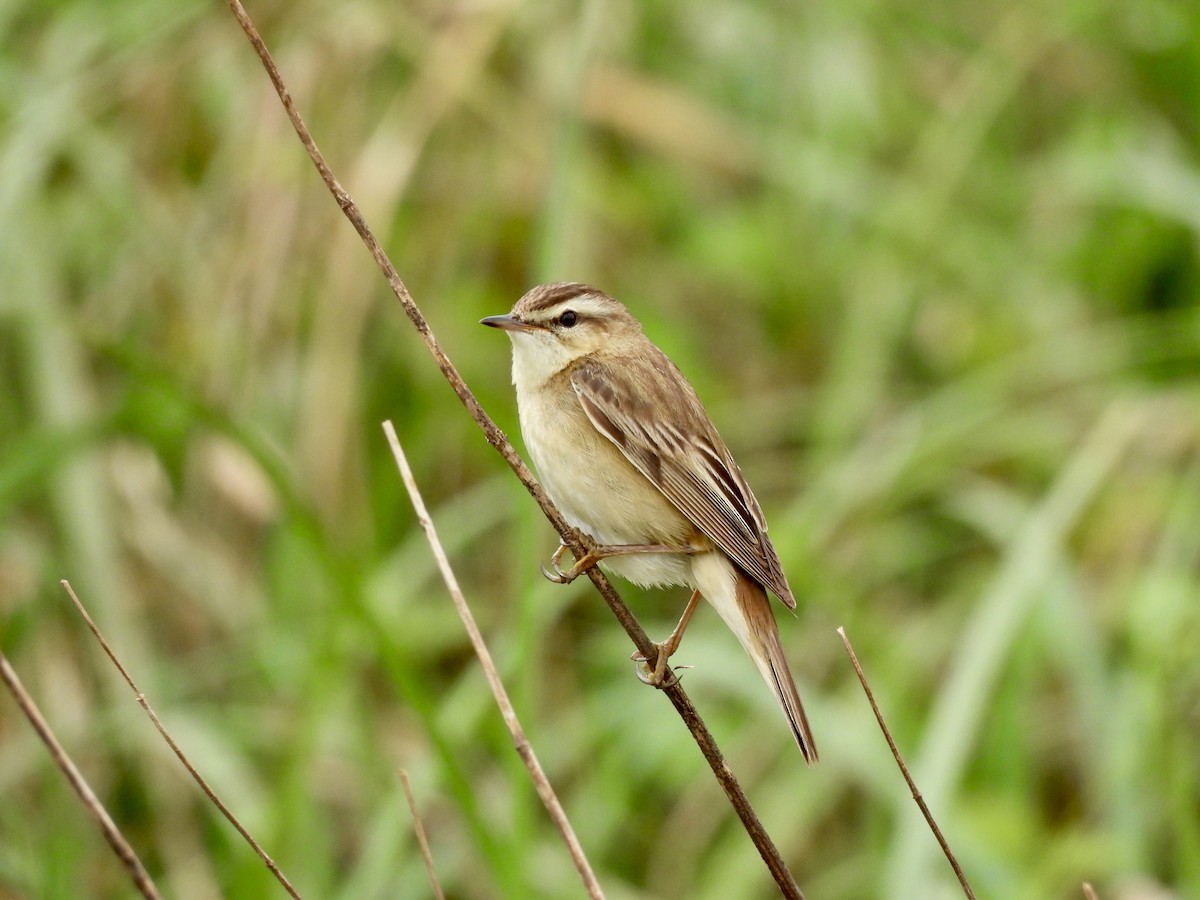 Sedge Warbler - Caroline Quinn