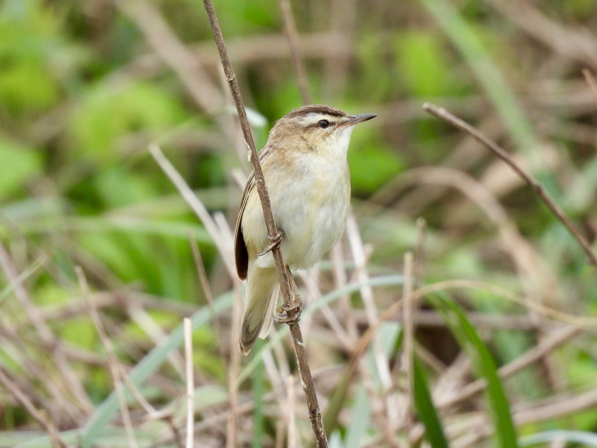 Sedge Warbler - Caroline Quinn