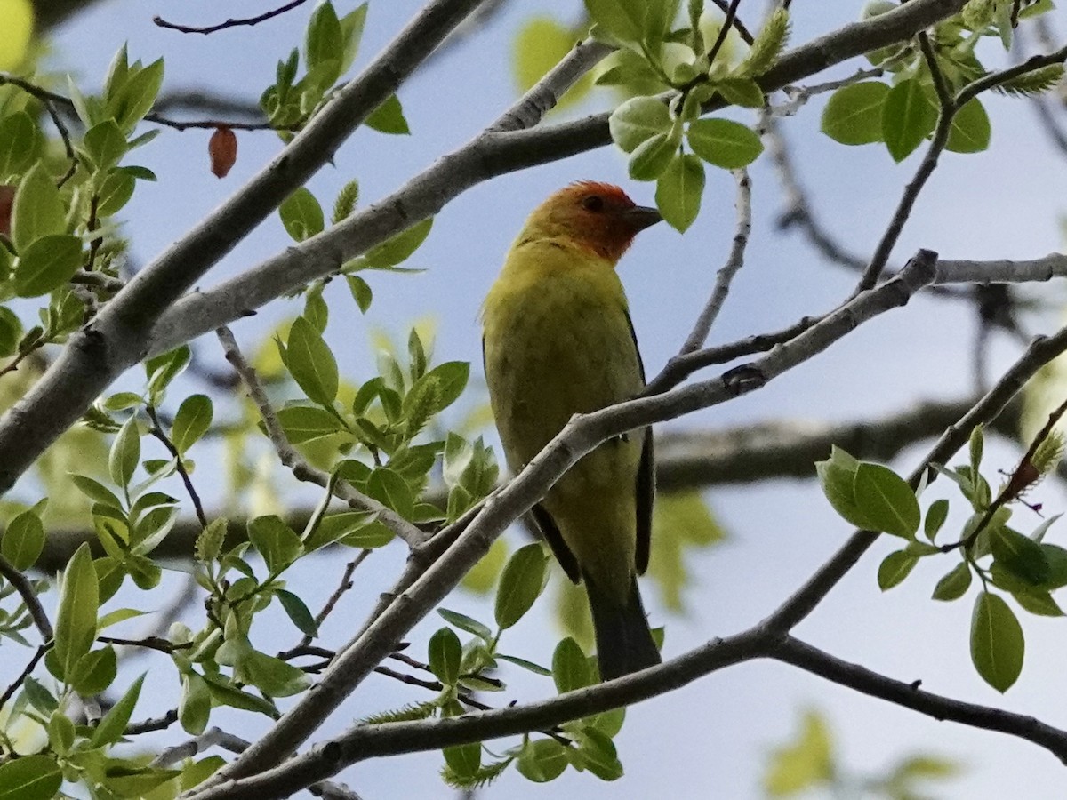 Western Tanager - Walt Beazley