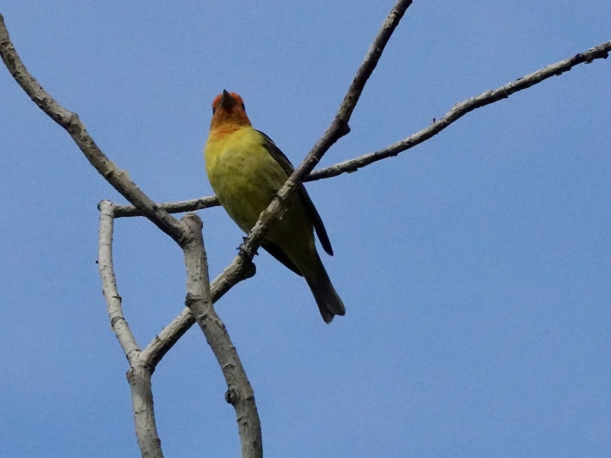 Western Tanager - Walt Beazley