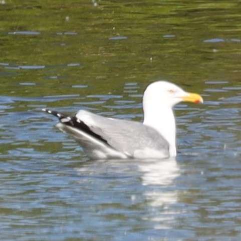 Herring Gull - Eric Ginsburg