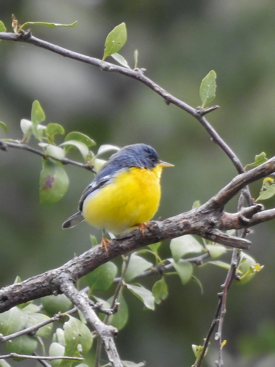 Tropical Parula - Cesar Augusto Pizarro Rios