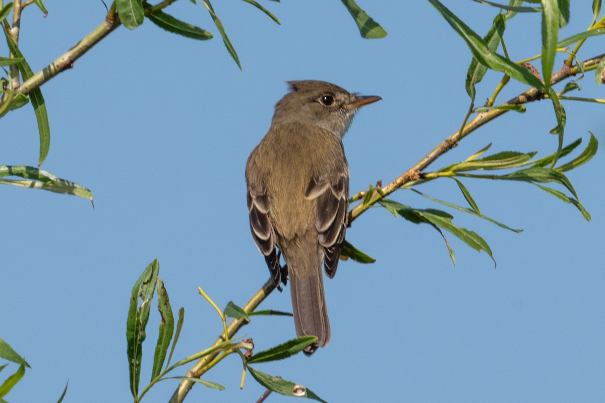 Willow Flycatcher - Yixiao Liu