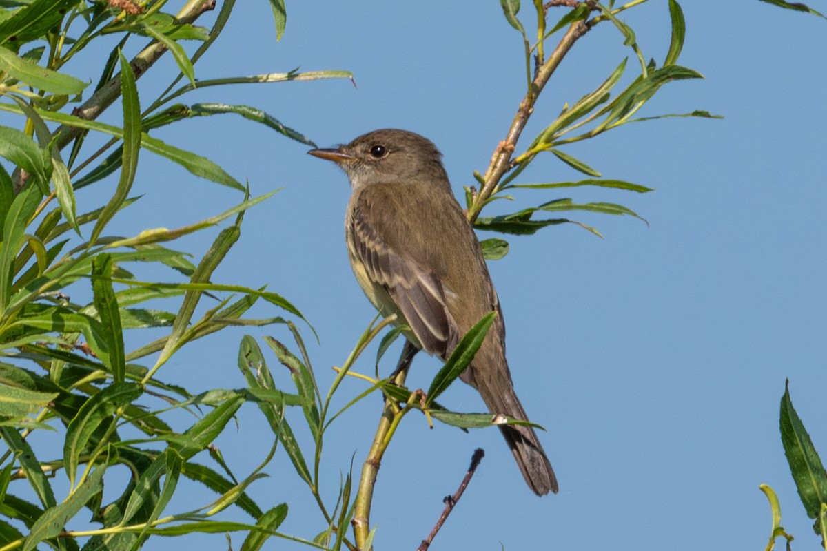 Willow Flycatcher - Yixiao Liu