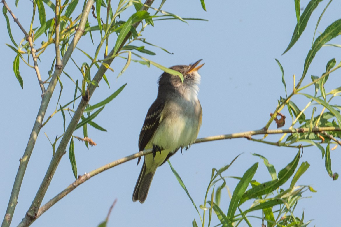 Willow Flycatcher - Yixiao Liu