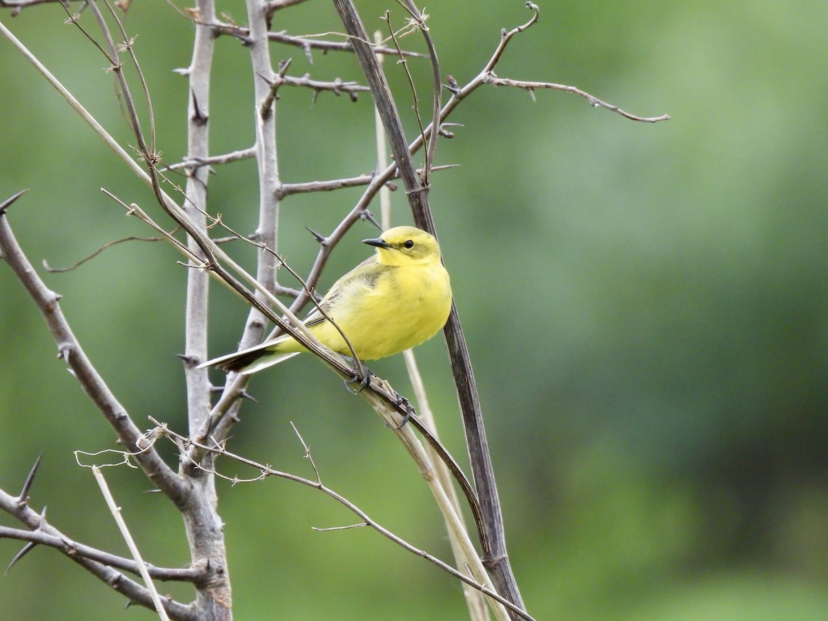 Western Yellow Wagtail - Caroline Quinn