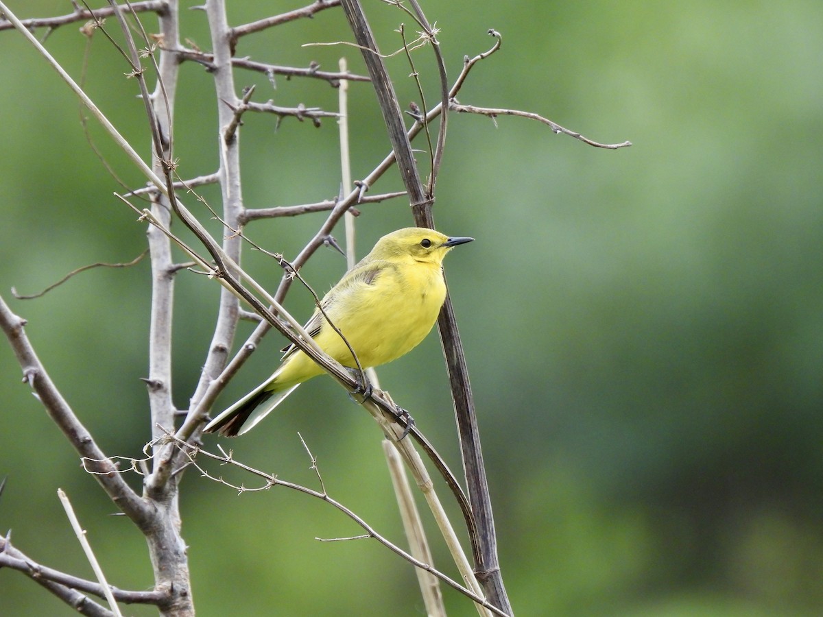 Western Yellow Wagtail - Caroline Quinn