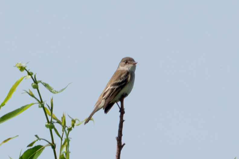 Willow Flycatcher - Yixiao Liu