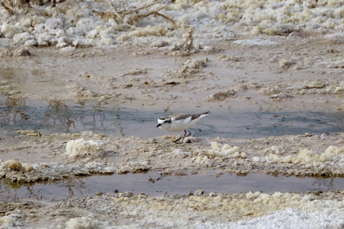 Snowy Plover - ML619578565