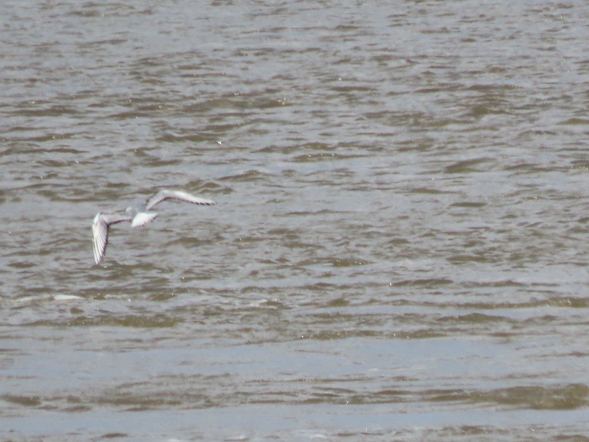 Bonaparte's Gull - douglas diekman