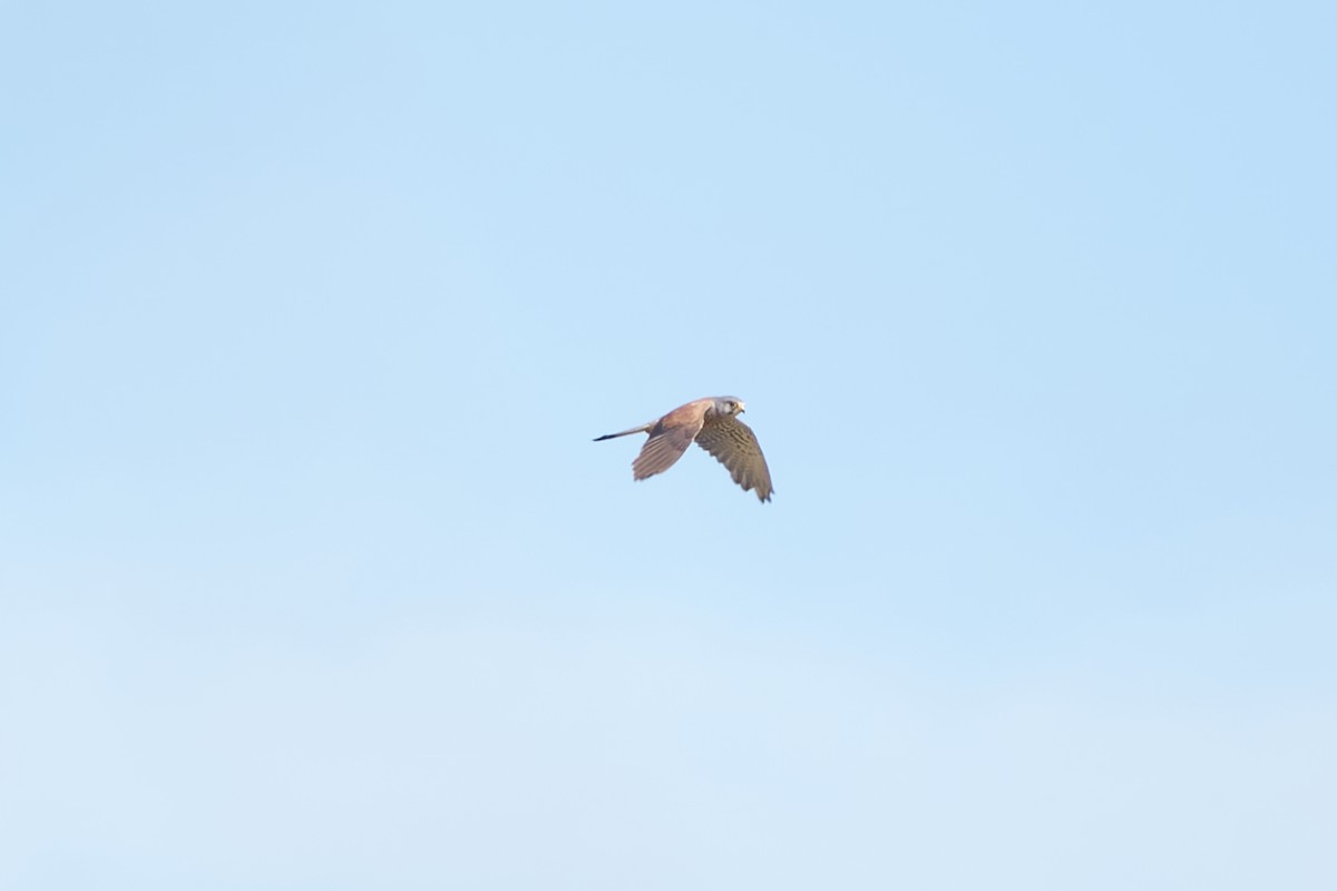 Eurasian Kestrel - Luis Manso