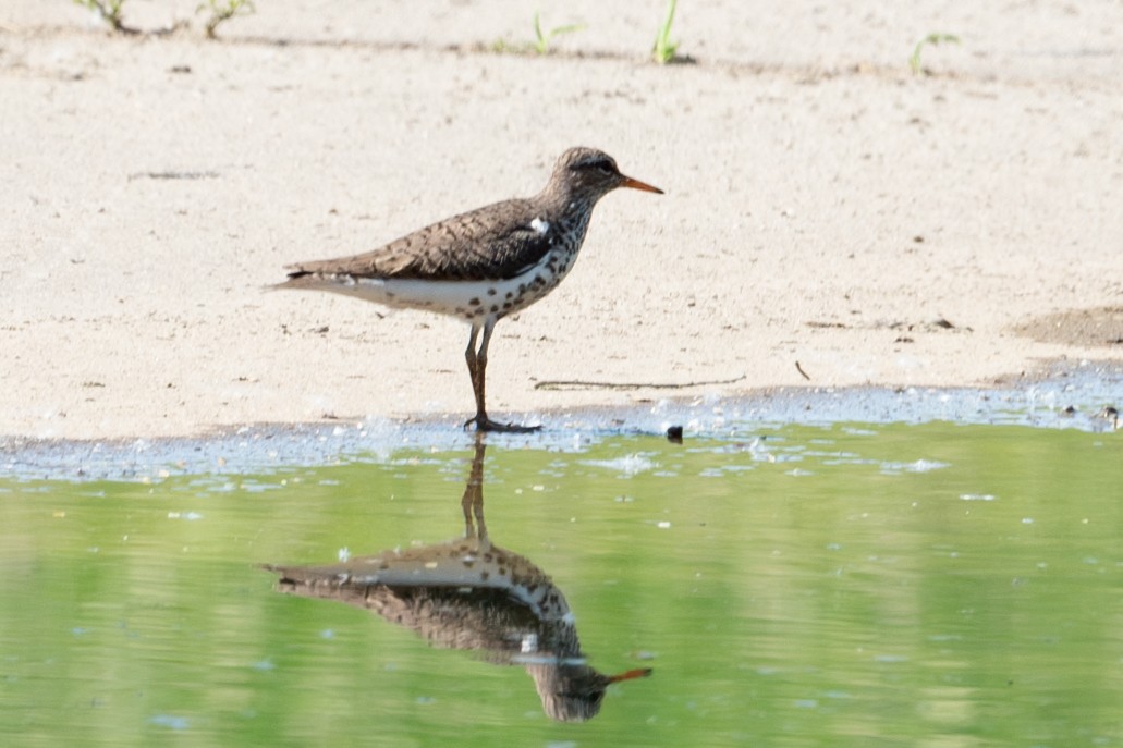 Spotted Sandpiper - Yixiao Liu