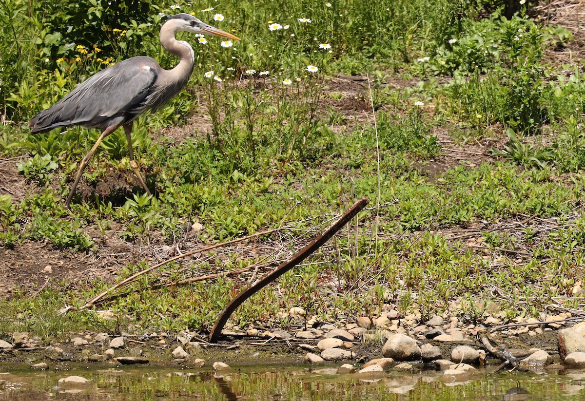 Great Blue Heron - Eric Ginsburg