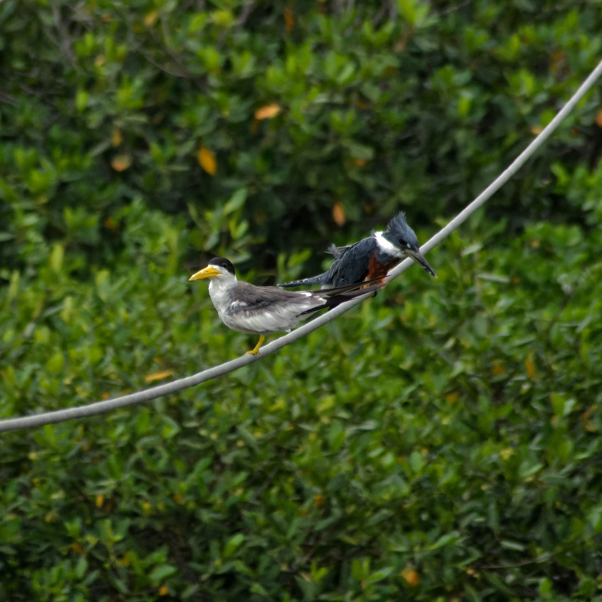 Large-billed Tern - ML619578578