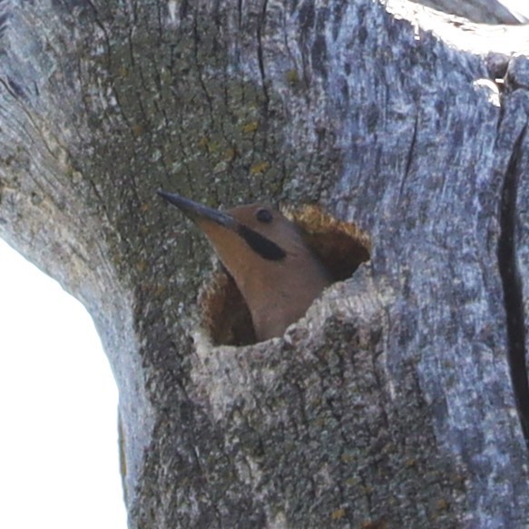 Northern Flicker - Eric Ginsburg